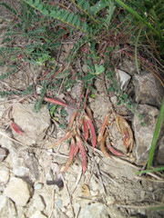 Astragalus monspessulanus