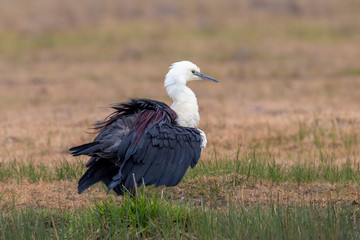 White-necked Heron in Australia