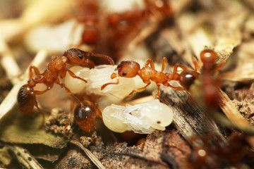 Aphaenogaster subterranea ants collony
