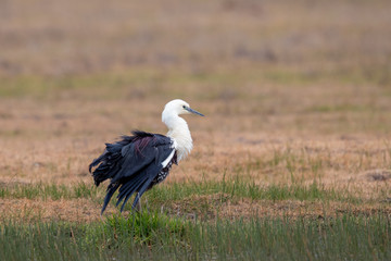 White-necked Heron in Australia