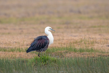 White-necked Heron in Australia
