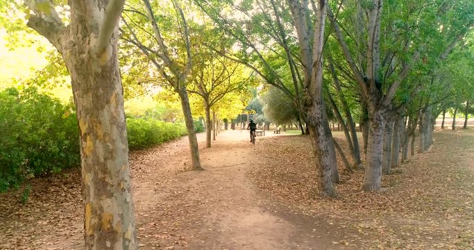 sendero para paseo campestre con &aacute;rboles en oto&ntilde;o