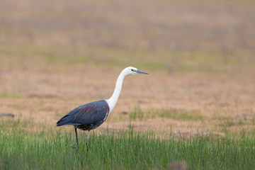 White-necked Heron in Australia
