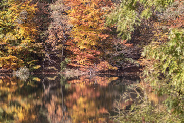 autumn colors, autumn vibes, autumn leaves