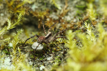 Wolf spider female with cocoon of eggs