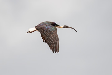 Straw-necked Ibis in Australia
