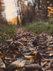 autumn leaves in the forest