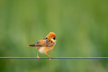 Golden-headed Cisticola in Australia
