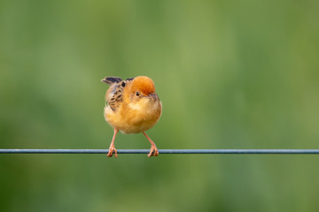 Golden-headed Cisticola in Australia