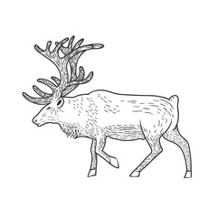 Fototapeta premium Illustration of beautiful deer.