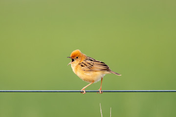 Golden-headed Cisticola in Australia