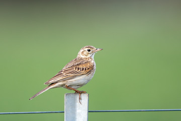 Australasian Pipit in Australia