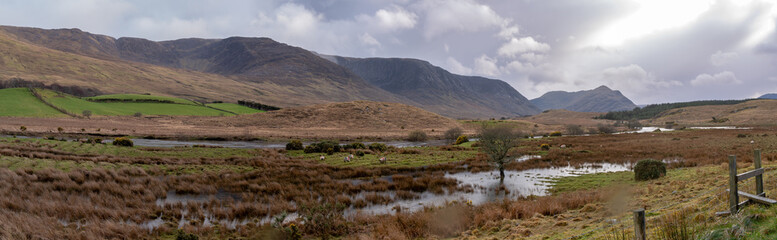 Panoramic view on sheep grazing on Irish field, mountains in the background. Ring of Kerry in Ireland, bright sun through clouds