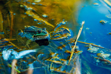 Frog in the dirty pond water of a lake