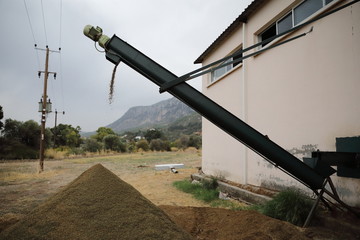 The process of producing olive oil in a modern oil mill in Northern Cyprus. Waste production the...