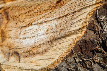 Drank an old tree. An Apple. Wood processing. Texture.