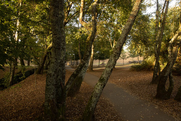 Parque no Outono