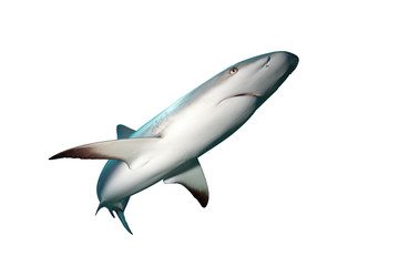 Shark isolated on white background. 