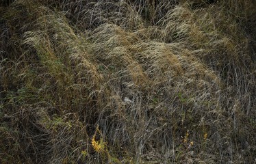 Background of dry grasses on the mountainside. In the Tien Shan mountains, Central Asia Kyrgyzstan. Autumn background.