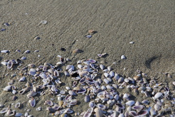 Fototapeta na wymiar Sea and sand at Mediterranean coast of Italy. Beautiful Toscana