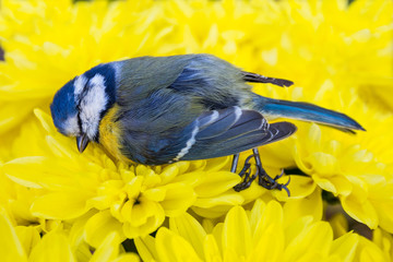 Dead titmouse on yellow flowers