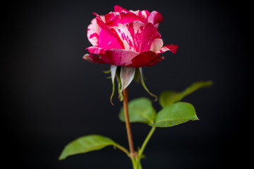 two-tone white with red rose on a black