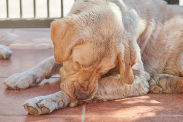 Dog cleaning his paw