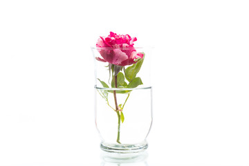 two-tone white with red rose on a white
