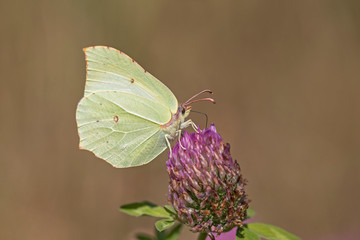 Common brimstone butterfly (Gonepteryx rhamni) sings nectar on clover flower. Yellow Common brimstone butterfly (Gonepteryx rhamni) on flower, blurred background.