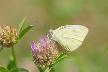 Common brimstone butterfly (Gonepteryx rhamni) sings nectar on clover flower. Yellow Common brimstone butterfly (Gonepteryx rhamni) on flower, blurred background.