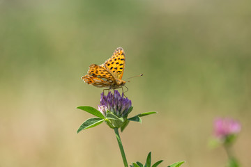 The Queen of Spain Fritillary (Issoria lathonia) is a butterfly of the family Nymphalidae. The Queen of Spain Fritillary (Issoria lathonia), butterfly of the family Nymphalidae sitting on flower.