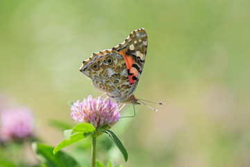 Butterfly Painted Lady (Vanessa cardui) closeup, blurred background. Butterfly (painted lady or vanessa cardui) perched on flowers.