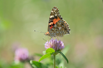 Butterfly Painted Lady (Vanessa cardui) closeup, blurred background. Butterfly (painted lady or vanessa cardui) perched on flowers.