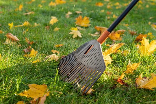 Fall clean up. Rake for leaves collecting from the lawn. Close-up. Garden park cleaning in autumn. Autumn leaf gathering..The concept of cleanliness. Environmental Protection.