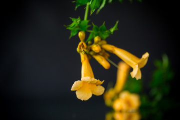 Blooming curly flower kampsis on a branch, black background.