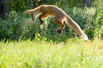 знакомый лисёнок играющий с пойманой мышью