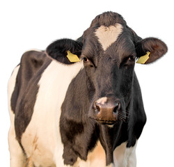Cow isolated. On a white background