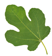 fig leaf on a white background