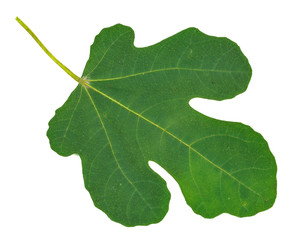 fig leaf on a white