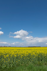 Canola field under blue sky