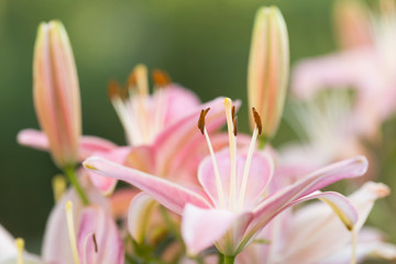 pink lily flower closeup, blurred background. Pink lilly in the garden. Pink lilly in the garden, flower details, close-up, blurred background.
