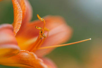 Orange Daylily flower, blurred background, beautiful bokeh. Orange daylily Hemerocallis flower closeup, selective focus, gorgeous bokeh. Wet Daylily, orange yellow flower with blurred green background