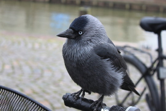 crow on fence
