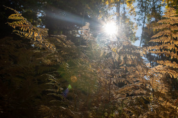 Sun through autumn foliage