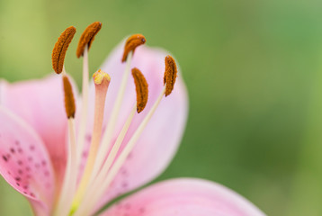 pink lily flower closeup, blurred background. Pink lilly in the garden. Pink lilly in the garden, flower details, close-up, blurred background.