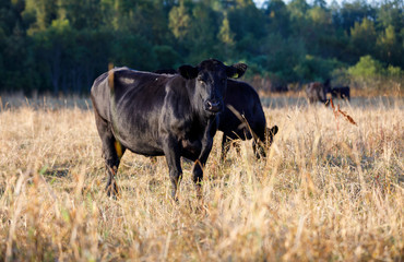 Black cows on a hay field