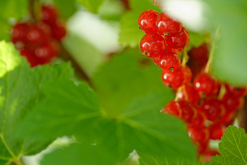 rote Johannesbeeren