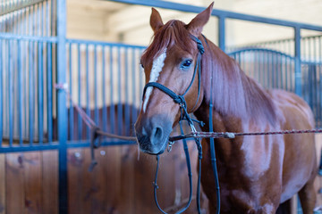 Abandoned tied horse in stable, animals and nature