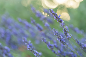 Wonderful blue lavender flowers, selective focus, beautiful bokeh.  © ihorhvozdetskiy