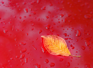 Metallic red car hood with autumn leaves and raindrops.